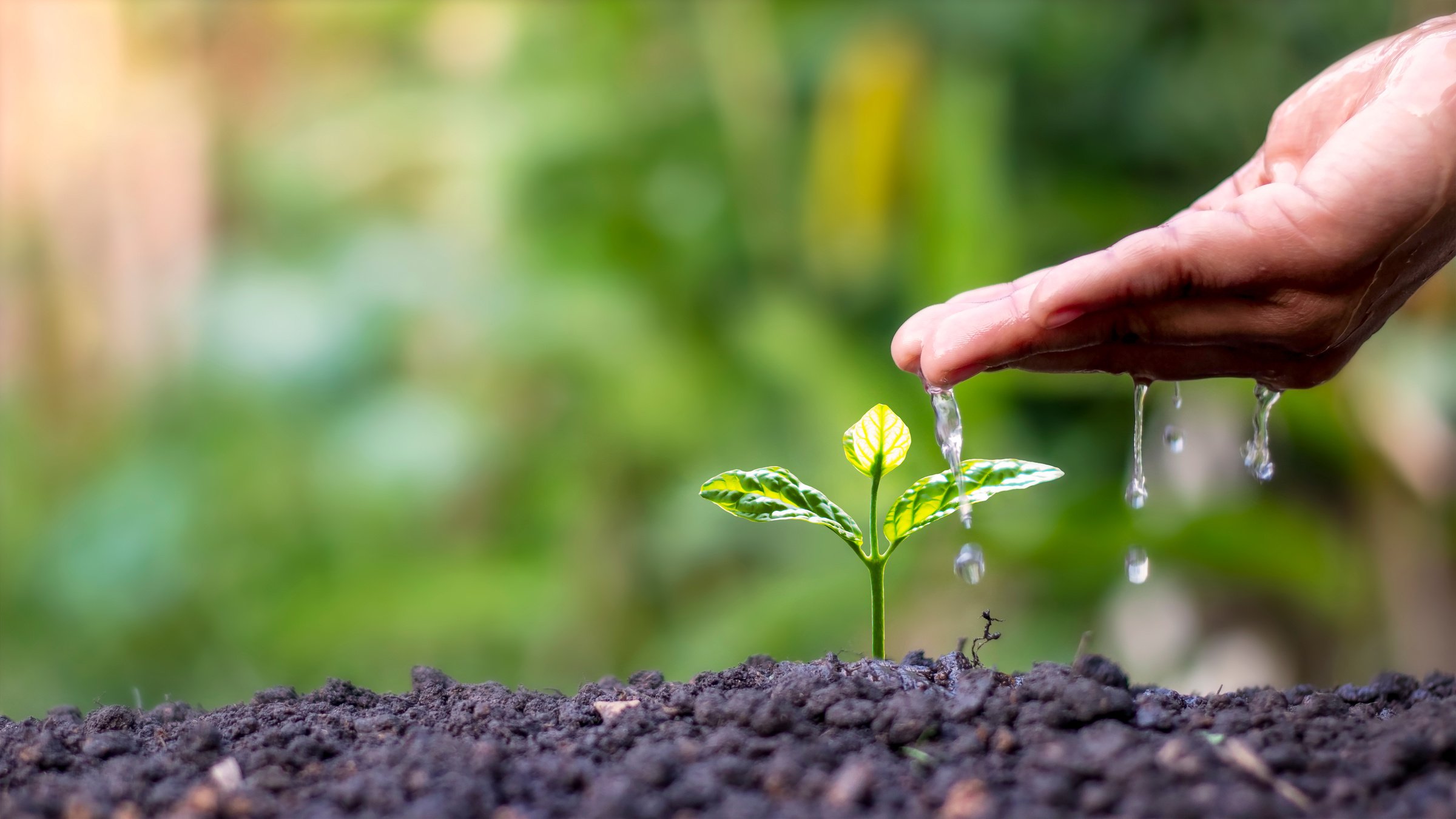 Hand Watering Small Plant on Ground Soil